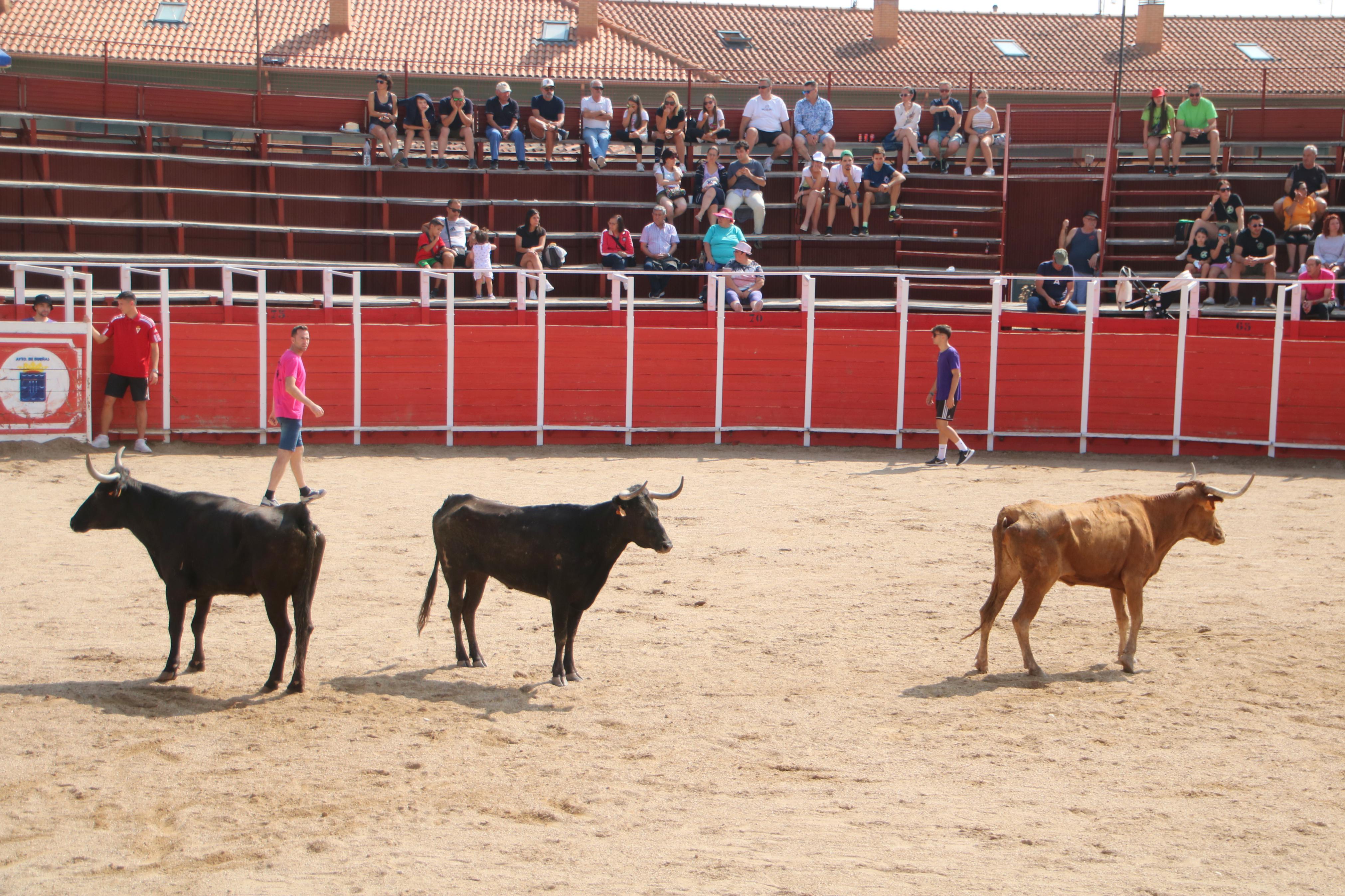 Dueñas celebra sus encierros tradicionales