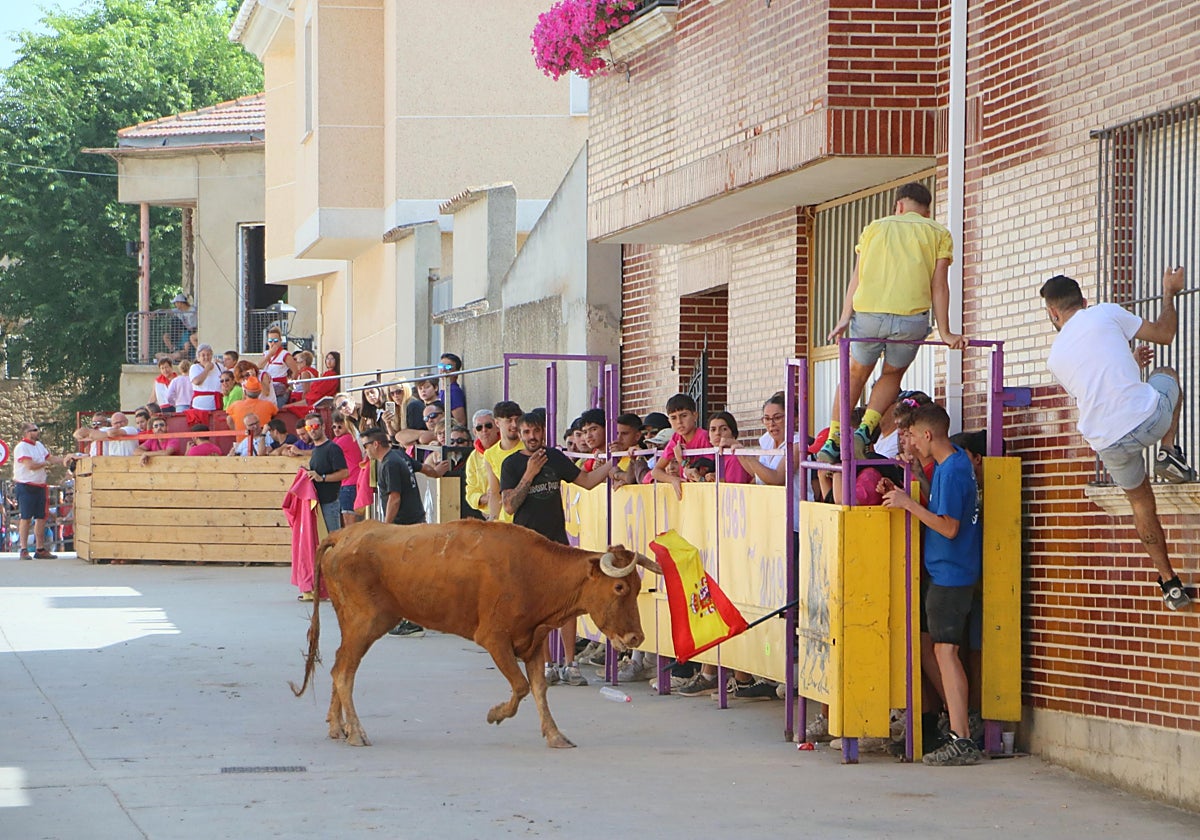 Dueñas celebra sus encierros tradicionales