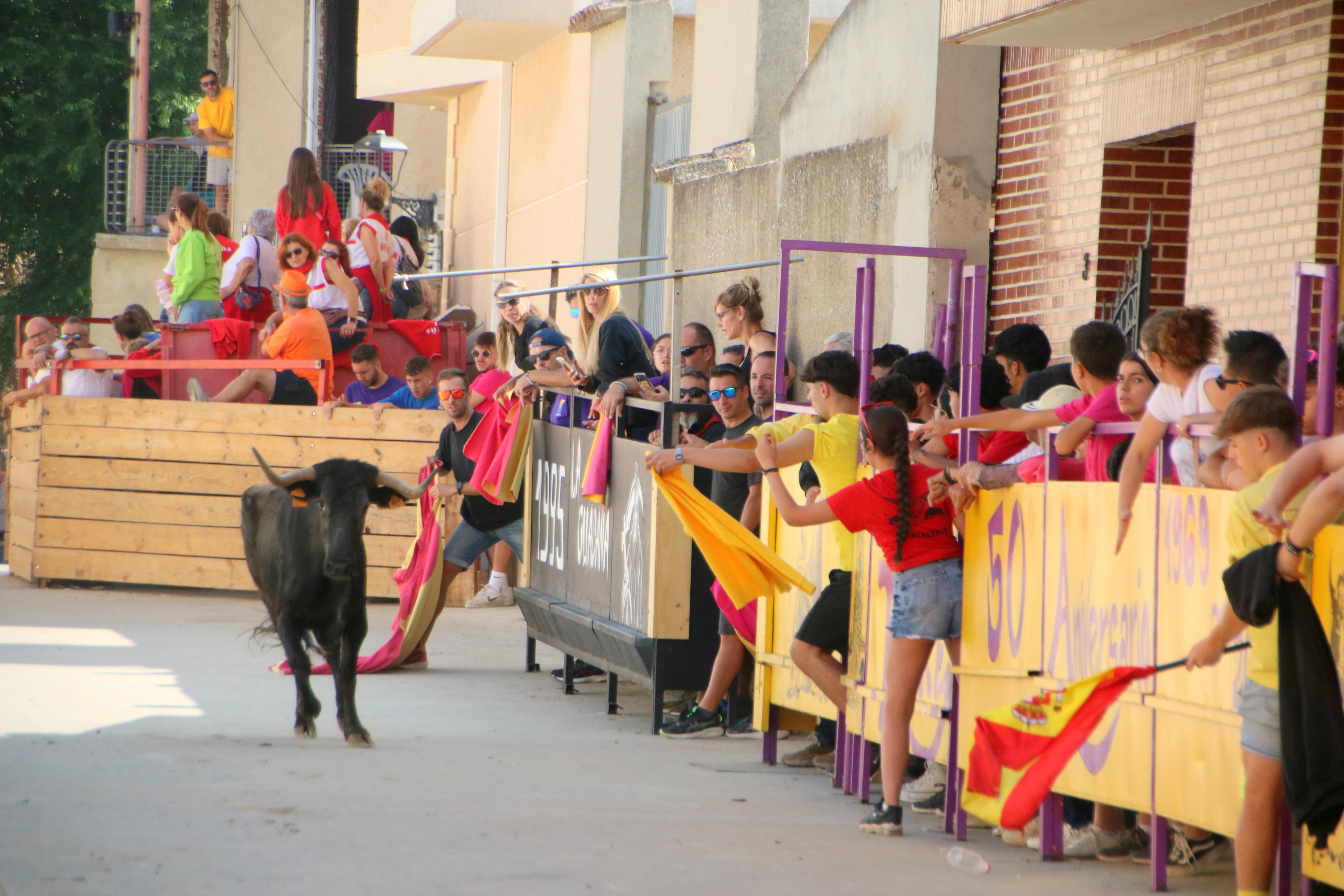 Dueñas celebra sus encierros tradicionales