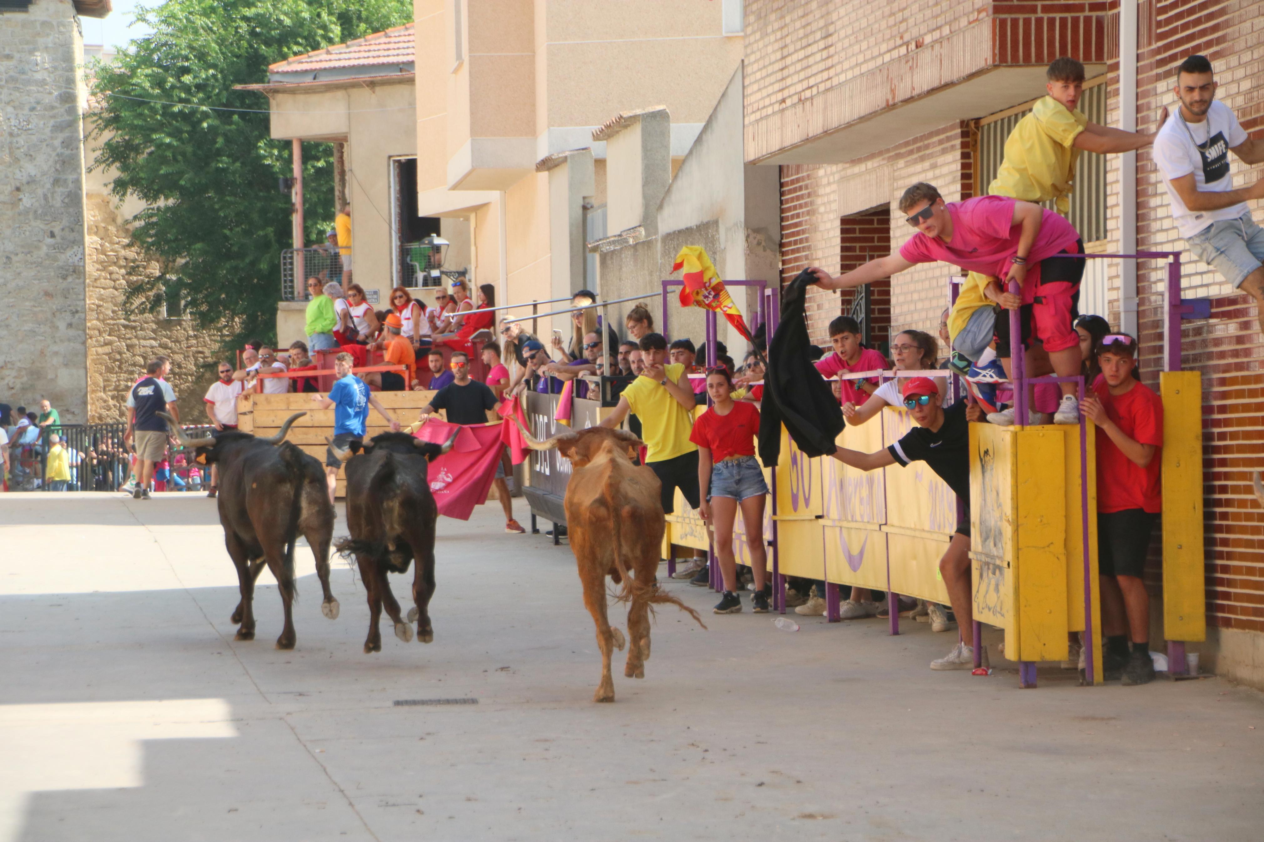 Dueñas celebra sus encierros tradicionales