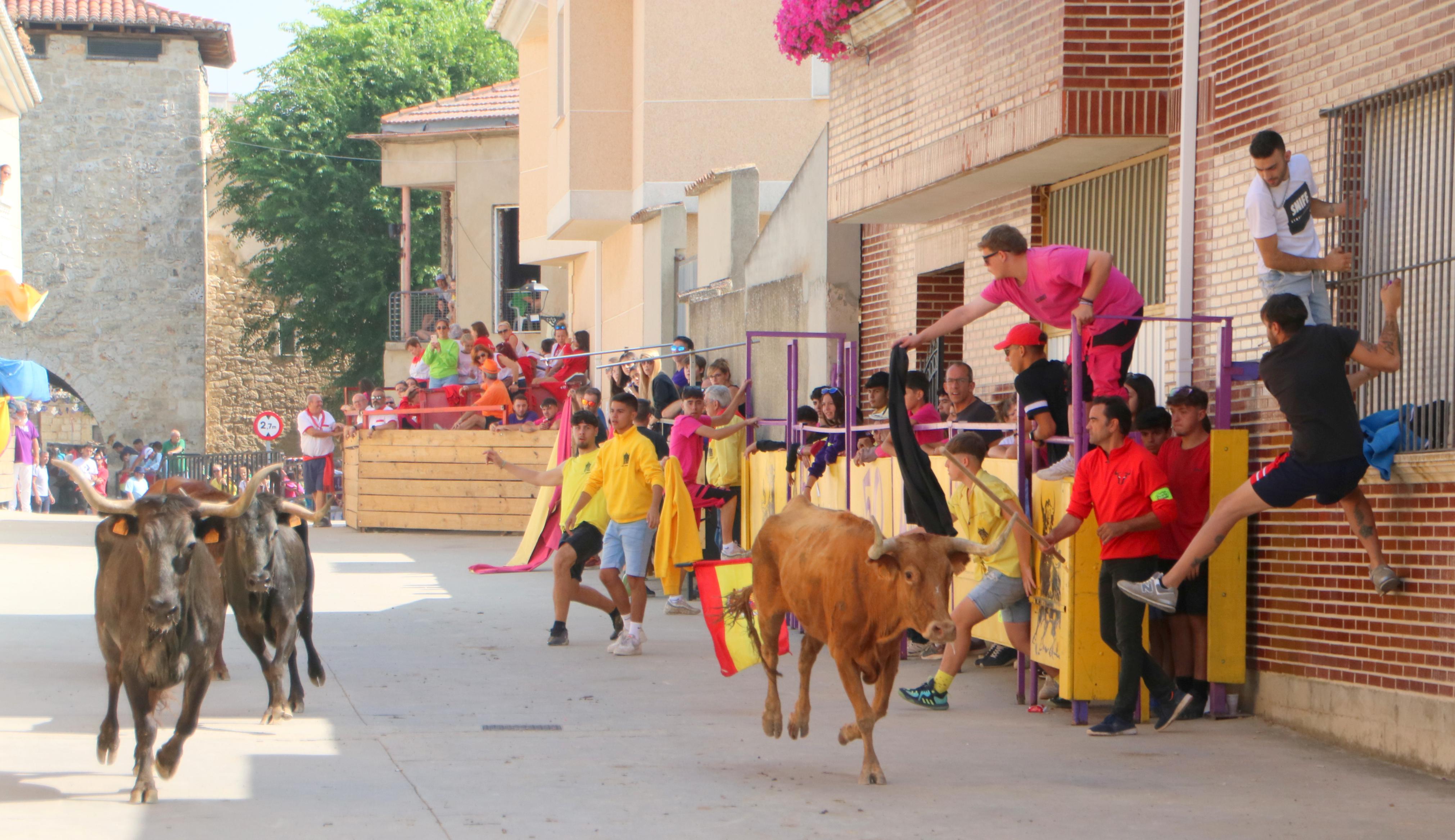 Dueñas celebra sus encierros tradicionales