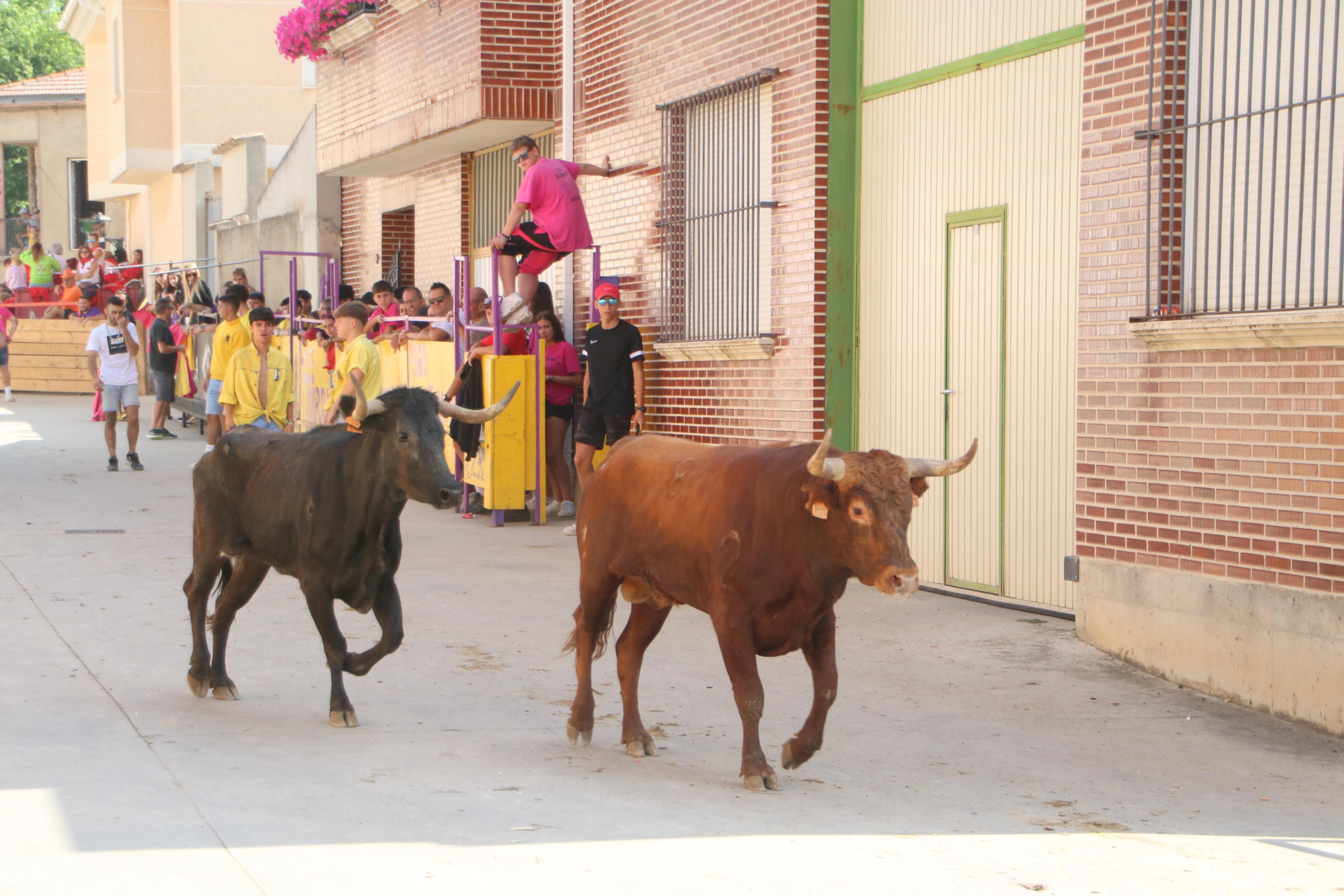 Dueñas celebra sus encierros tradicionales