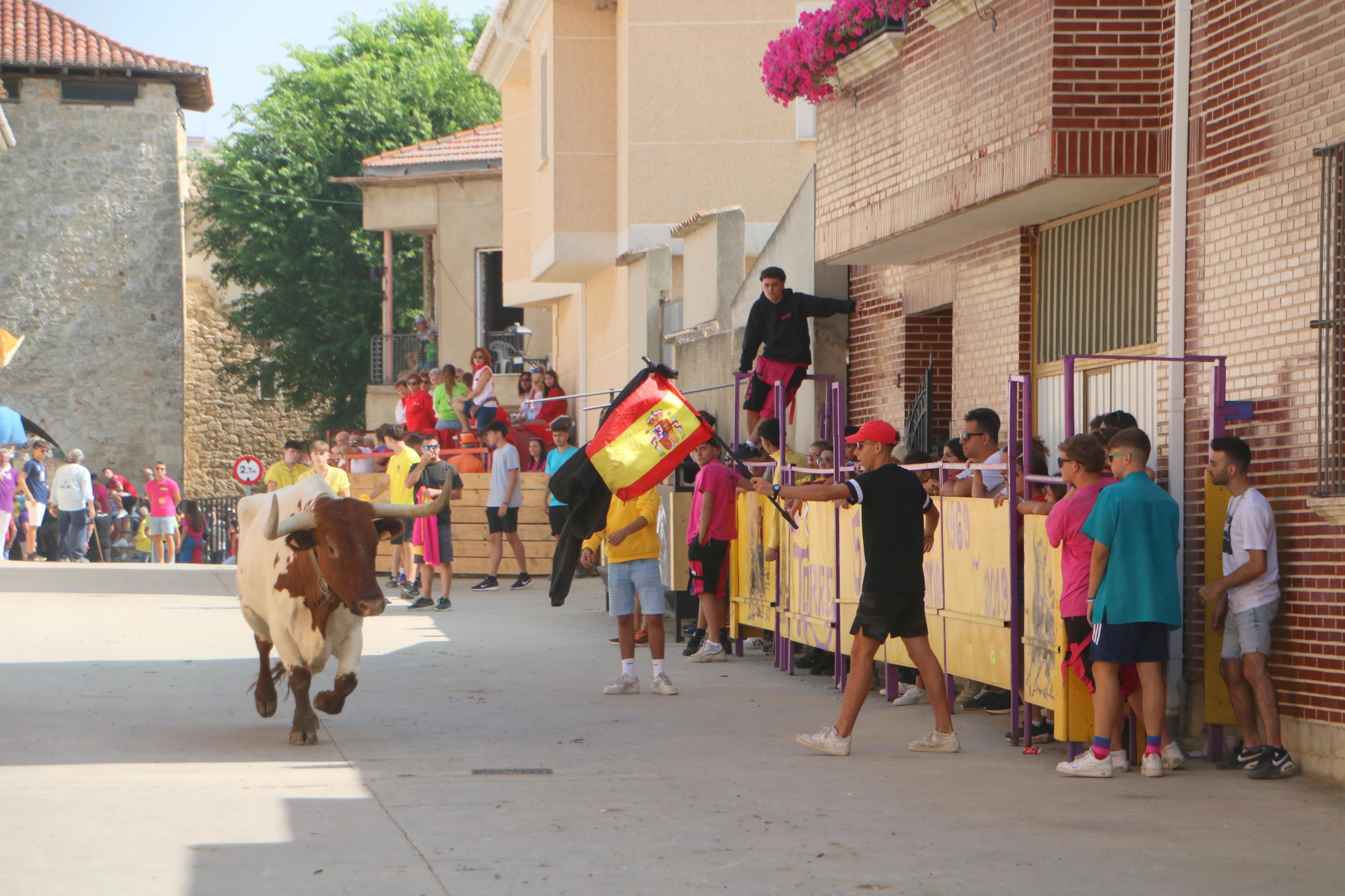 Dueñas celebra sus encierros tradicionales