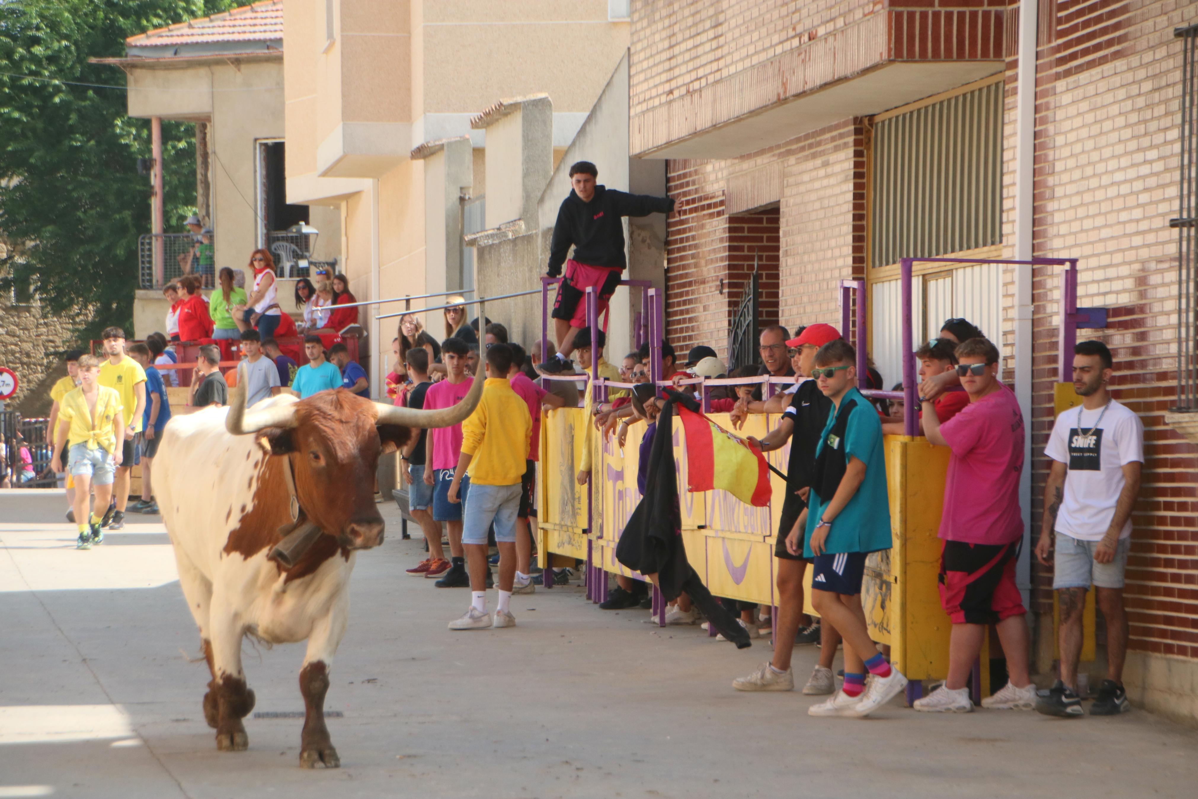 Dueñas celebra sus encierros tradicionales