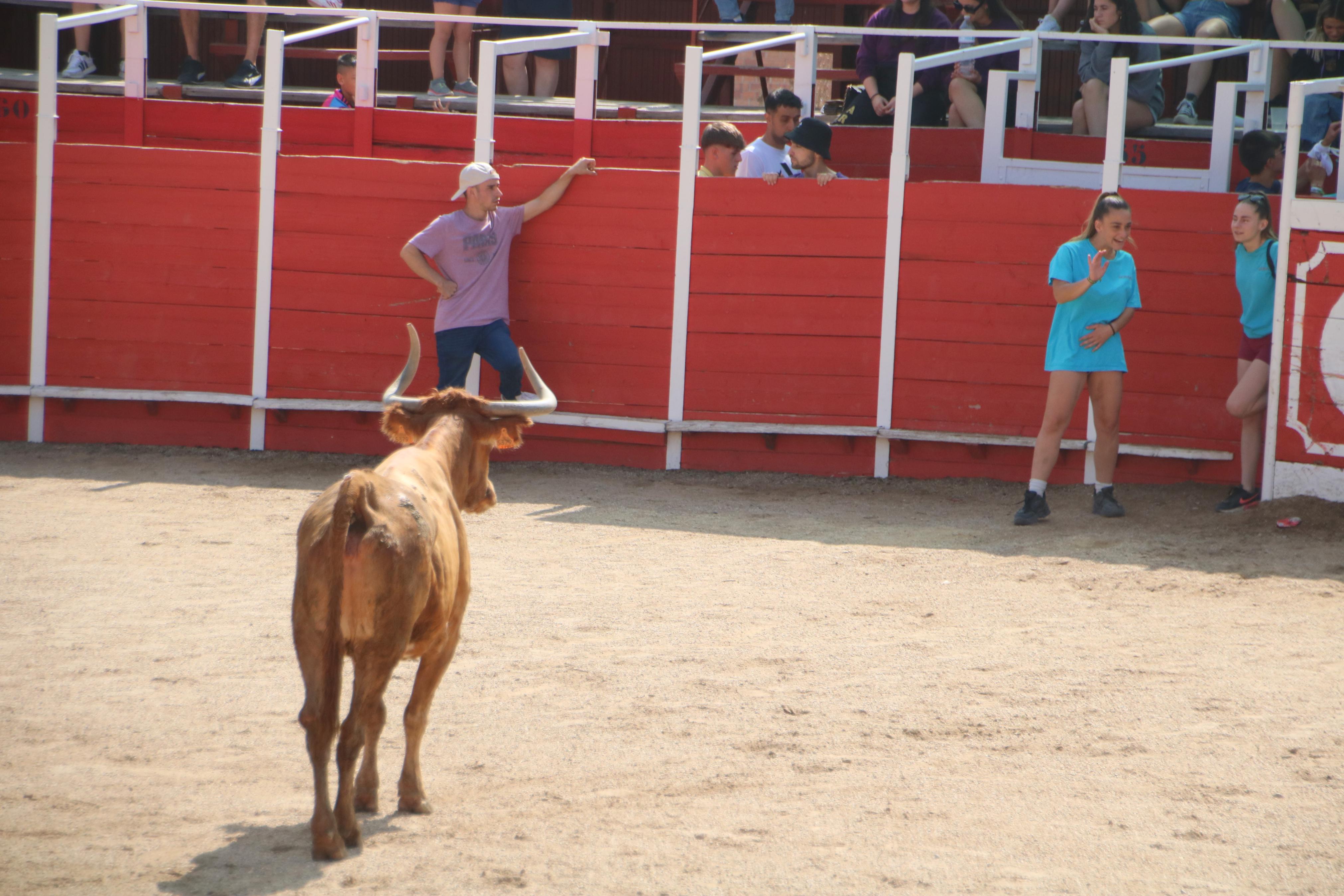 Dueñas celebra sus encierros tradicionales