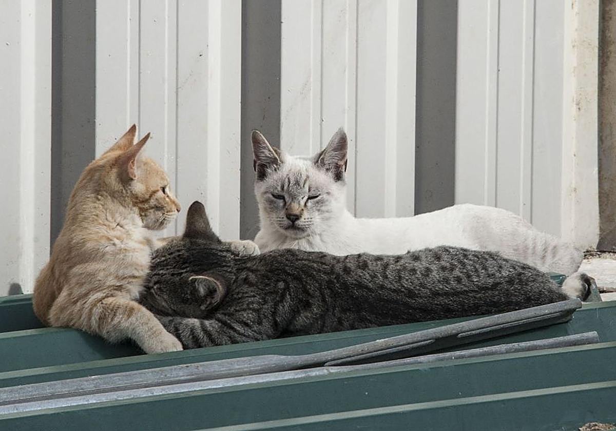 Preocupación en Magaz por la cantidad de gatos muertos por posible envenenamiento