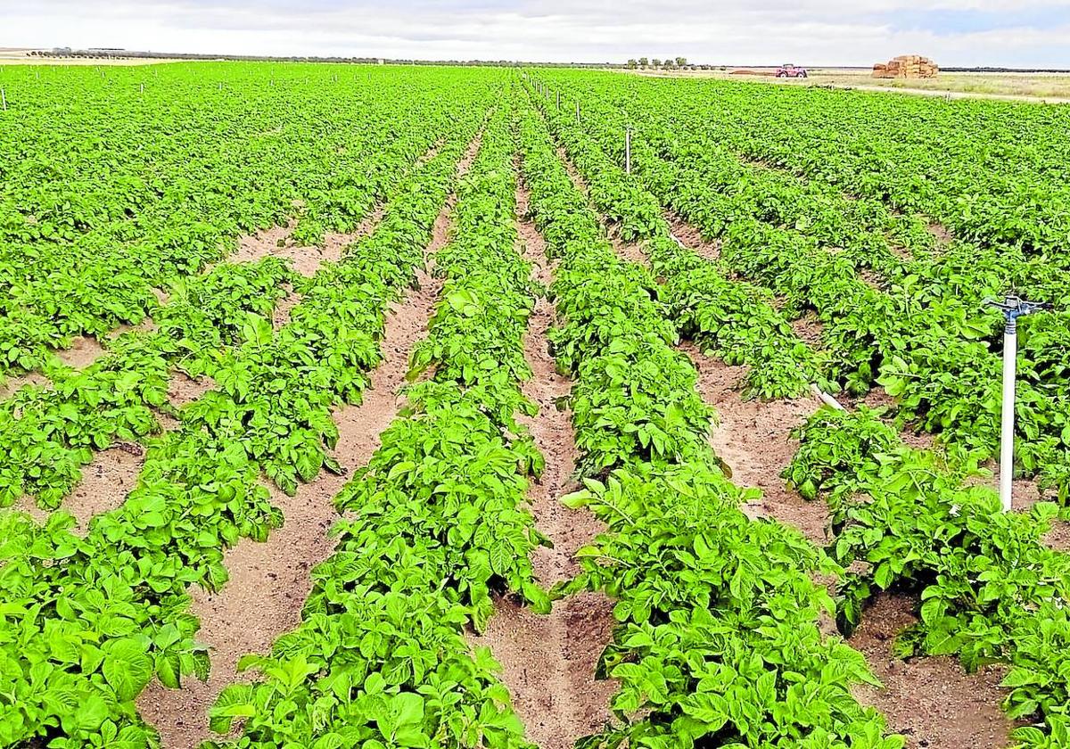 Una parcela destinada al cultivo de patatas en la región.