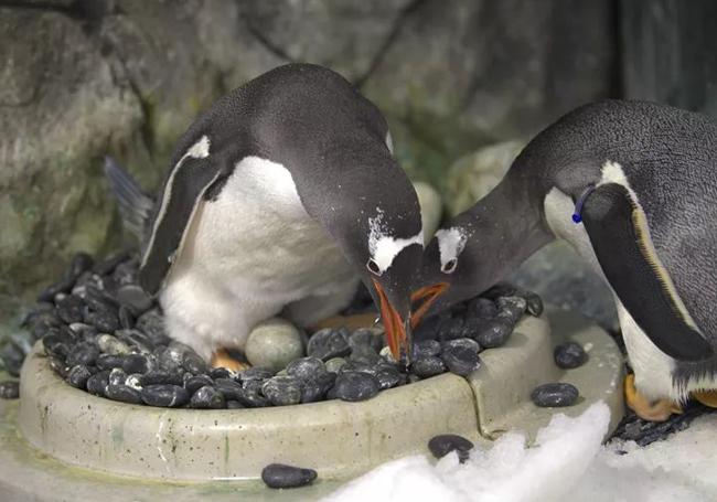 La pareja de pingüinos preparando el nido para una de sus crías.