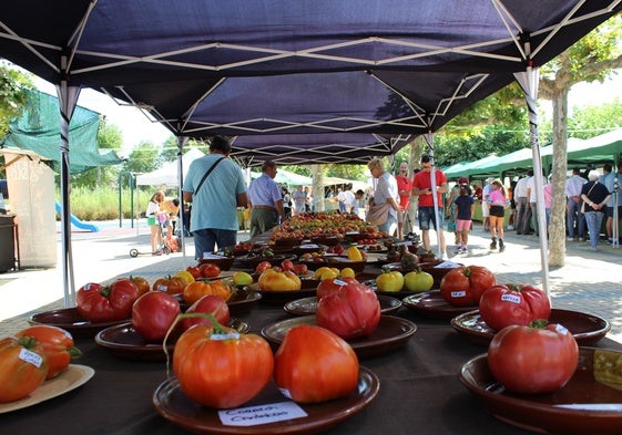 Exhibición de tomates en Tudela de Duero