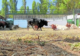 Toros de la ganadería Arauz de Robles, en los corrales del Cega, a la espera del primer encierro.