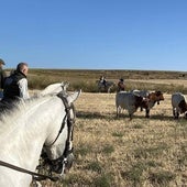 Hermanamiento exprés de los toros de Araúz de Robles para una entrada trepidante en las calles