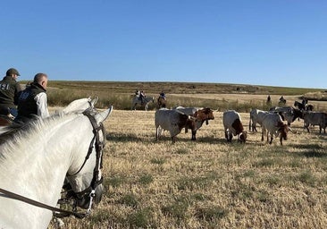 Hermanamiento exprés de los toros de Araúz de Robles para una entrada trepidante en las calles