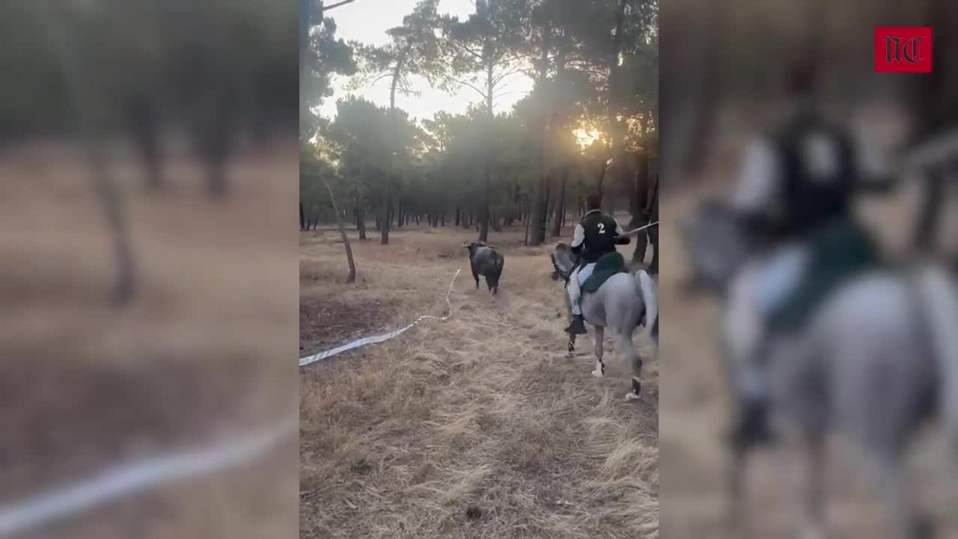 Segundo encierro en las fiestas de Cuéllar 2024
