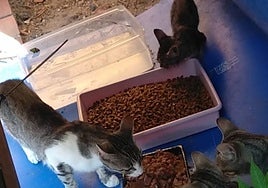 Gatos alimentándose en una de las colonias de la localidad