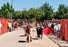 Serrada cierra sus Fiestas de los Novillos con un encierro movido