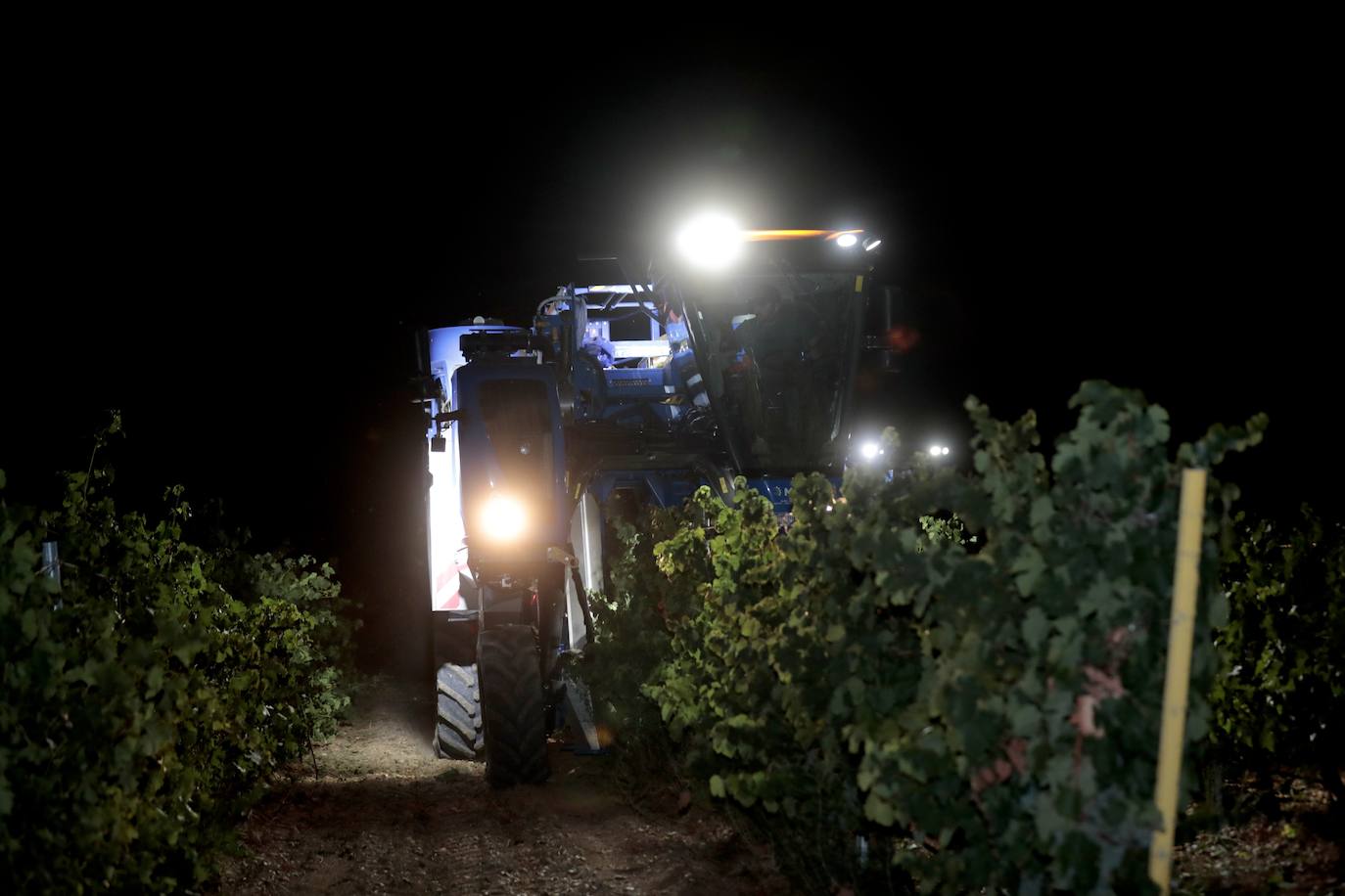 Así es una vendimia nocturna en una bodega de Valladolid