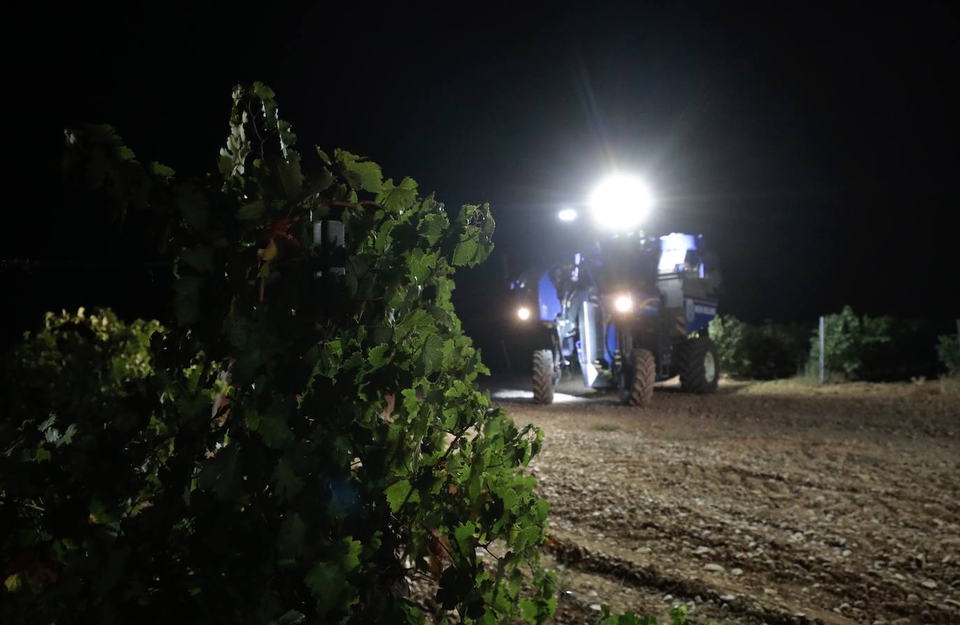 Así es una vendimia nocturna en una bodega de Valladolid