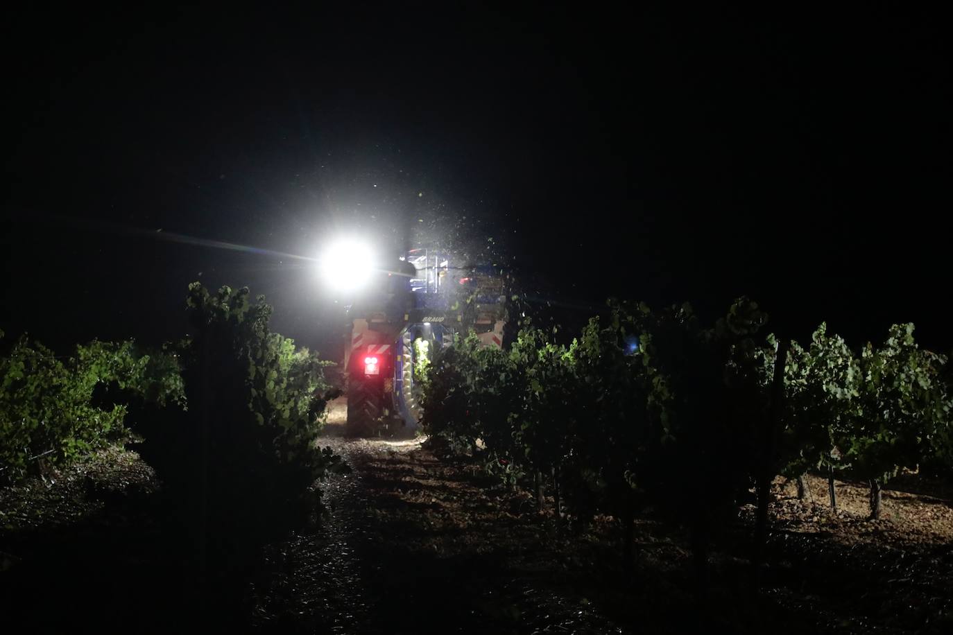 Así es una vendimia nocturna en una bodega de Valladolid