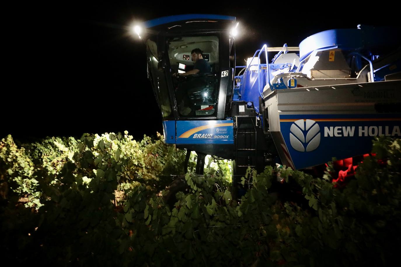 Así es una vendimia nocturna en una bodega de Valladolid