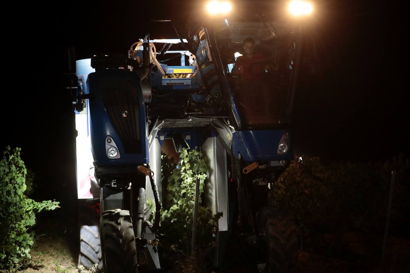 Así es una vendimia nocturna en una bodega de Valladolid