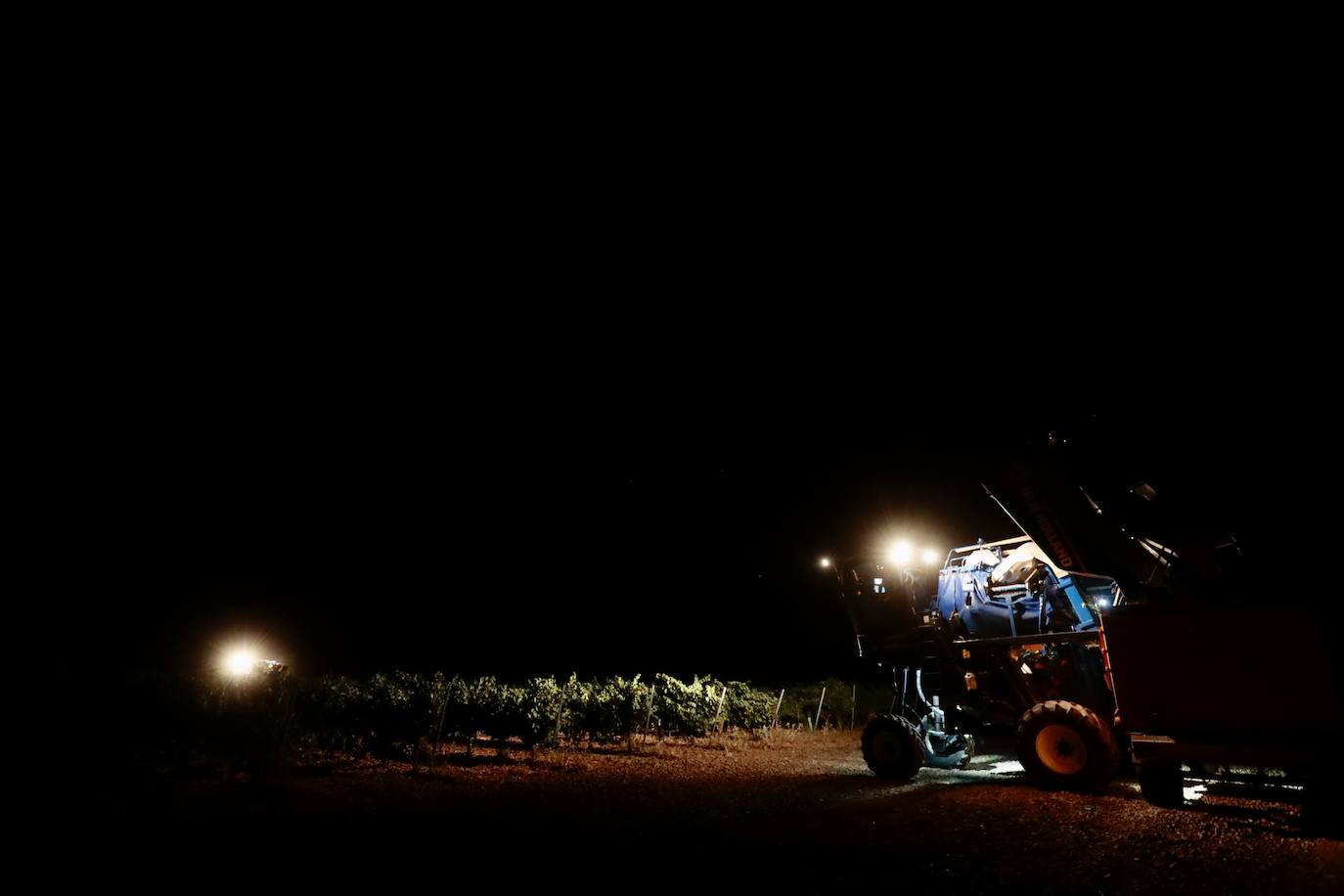 Así es una vendimia nocturna en una bodega de Valladolid