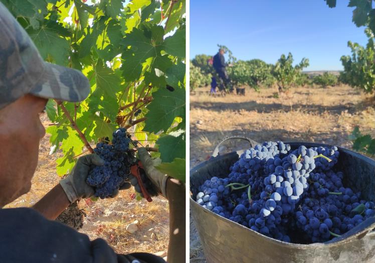 Venidimia manual en Finca Torremilanos - Ribera del Duero