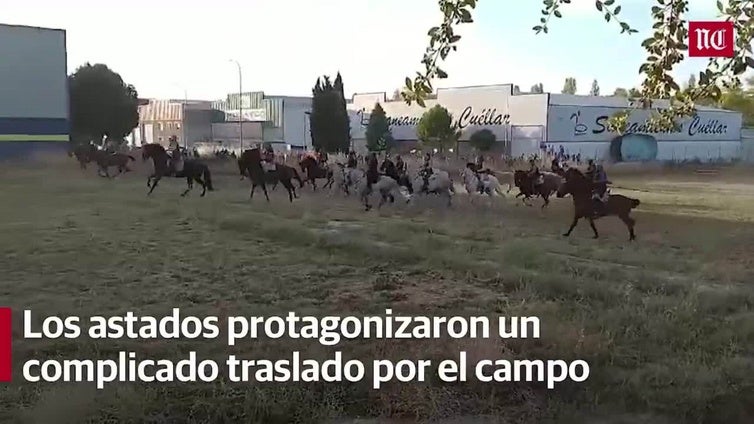 Un peligroso encierro en Cuéllar deja un herido por asta de toro