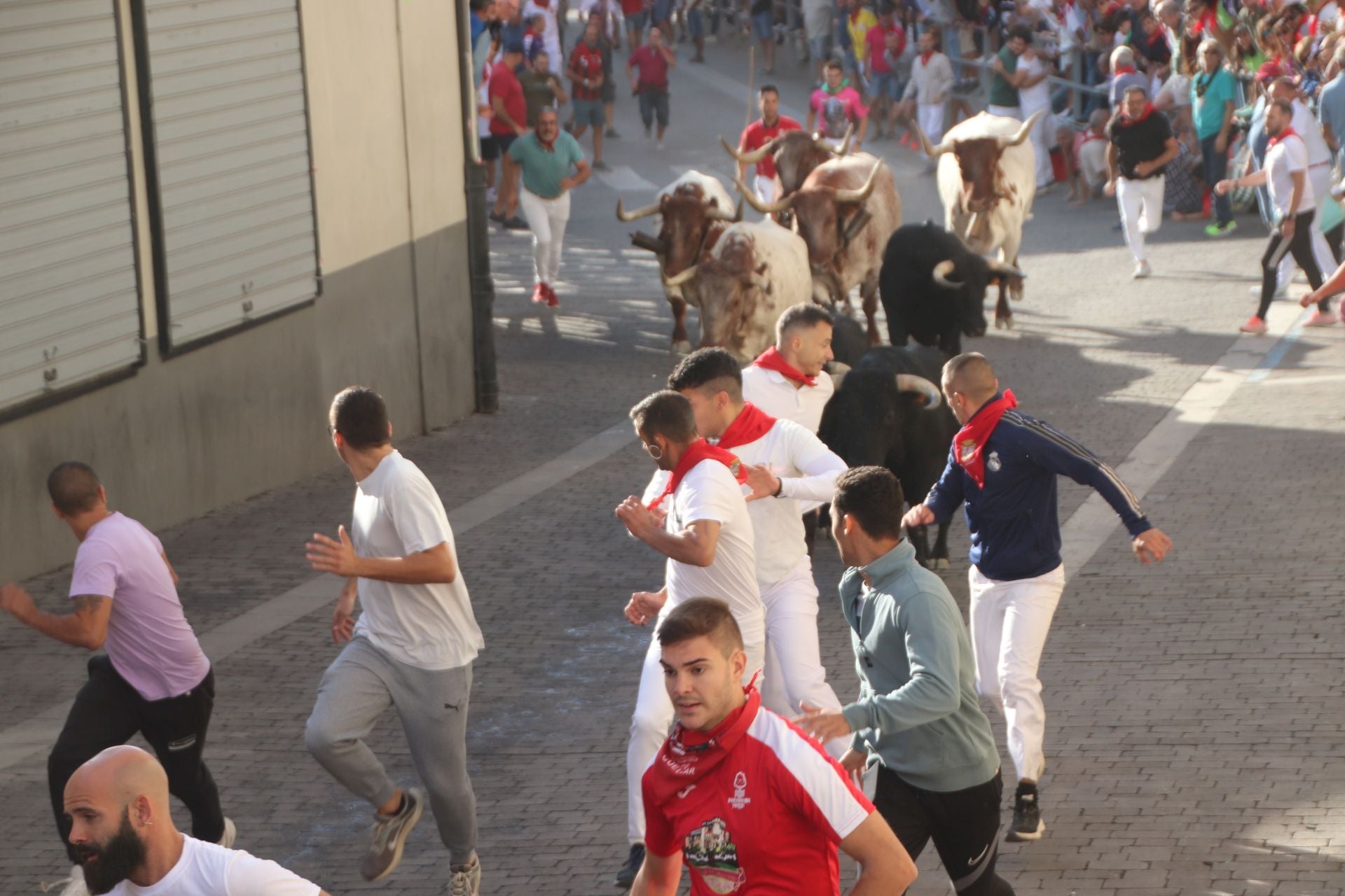 Fotografías del tercer encierro de Cuéllar (3 de 3)