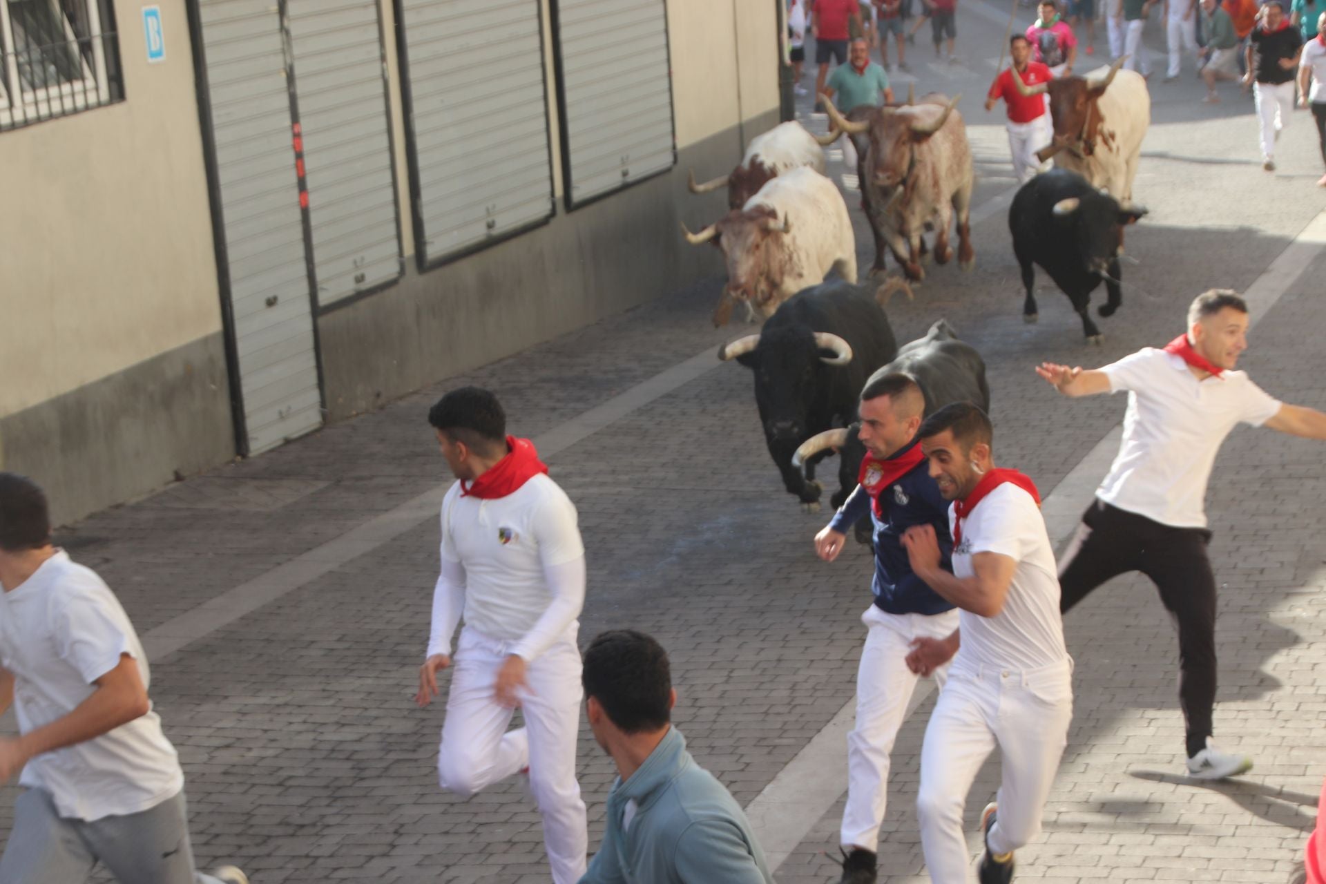 Fotografías del tercer encierro de Cuéllar (3 de 3)