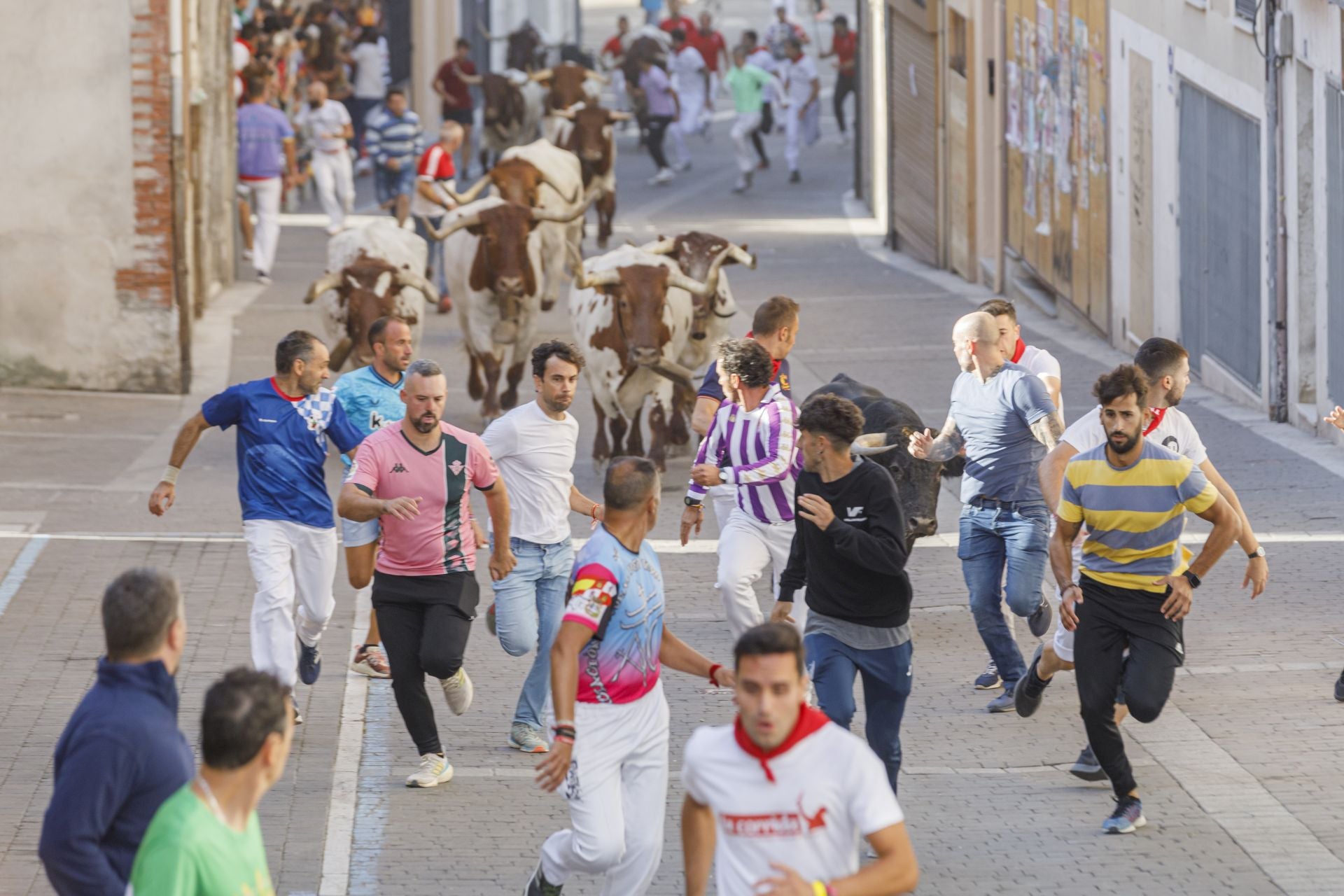 Fotografías del tercer encierro de Cuéllar (2 de 3)