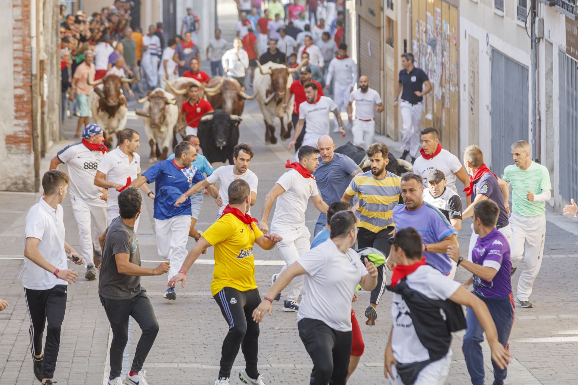 Fotografías del tercer encierro de Cuéllar (2 de 3)