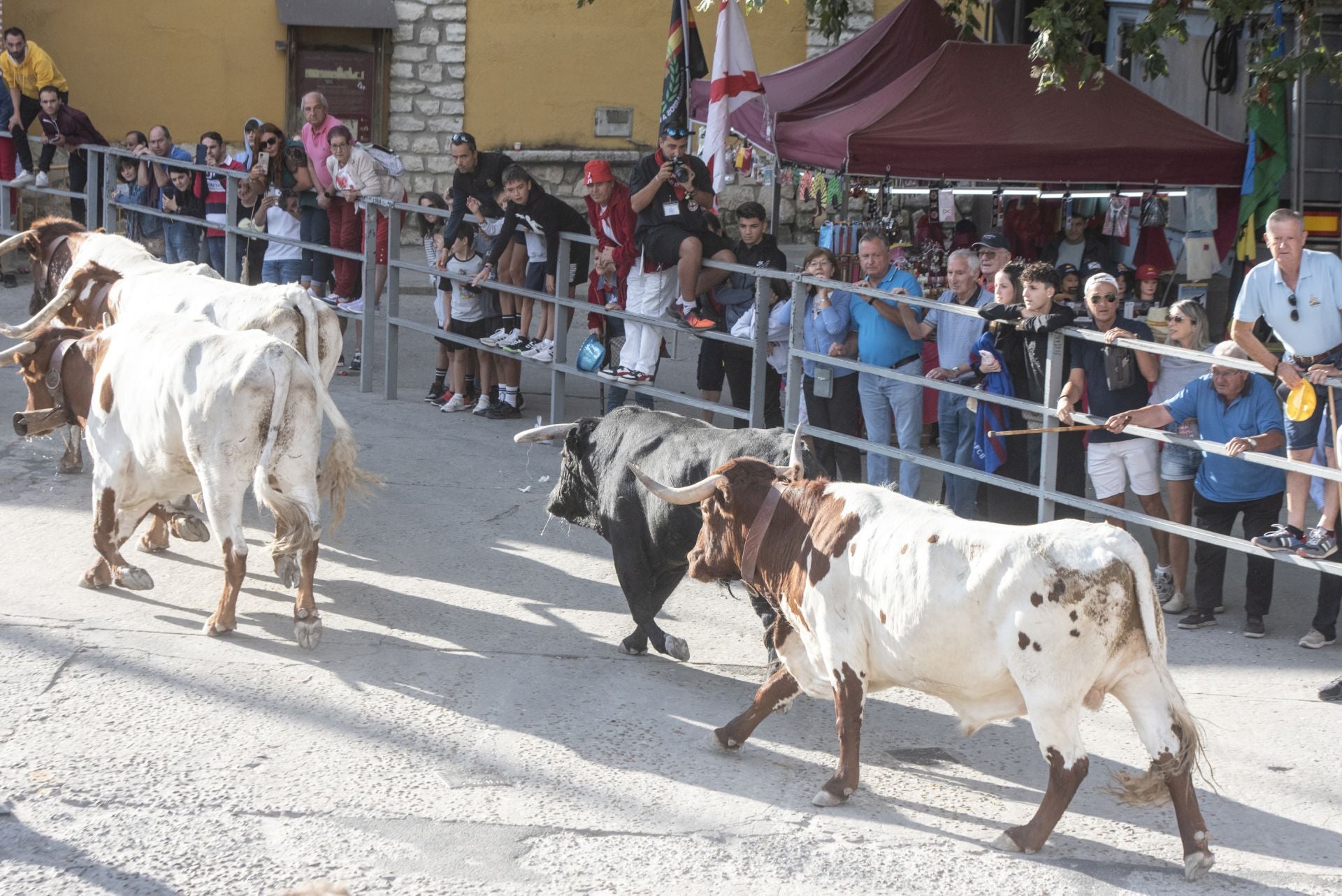 Fotografías del tercer encierro de Cuéllar (1 de 3)