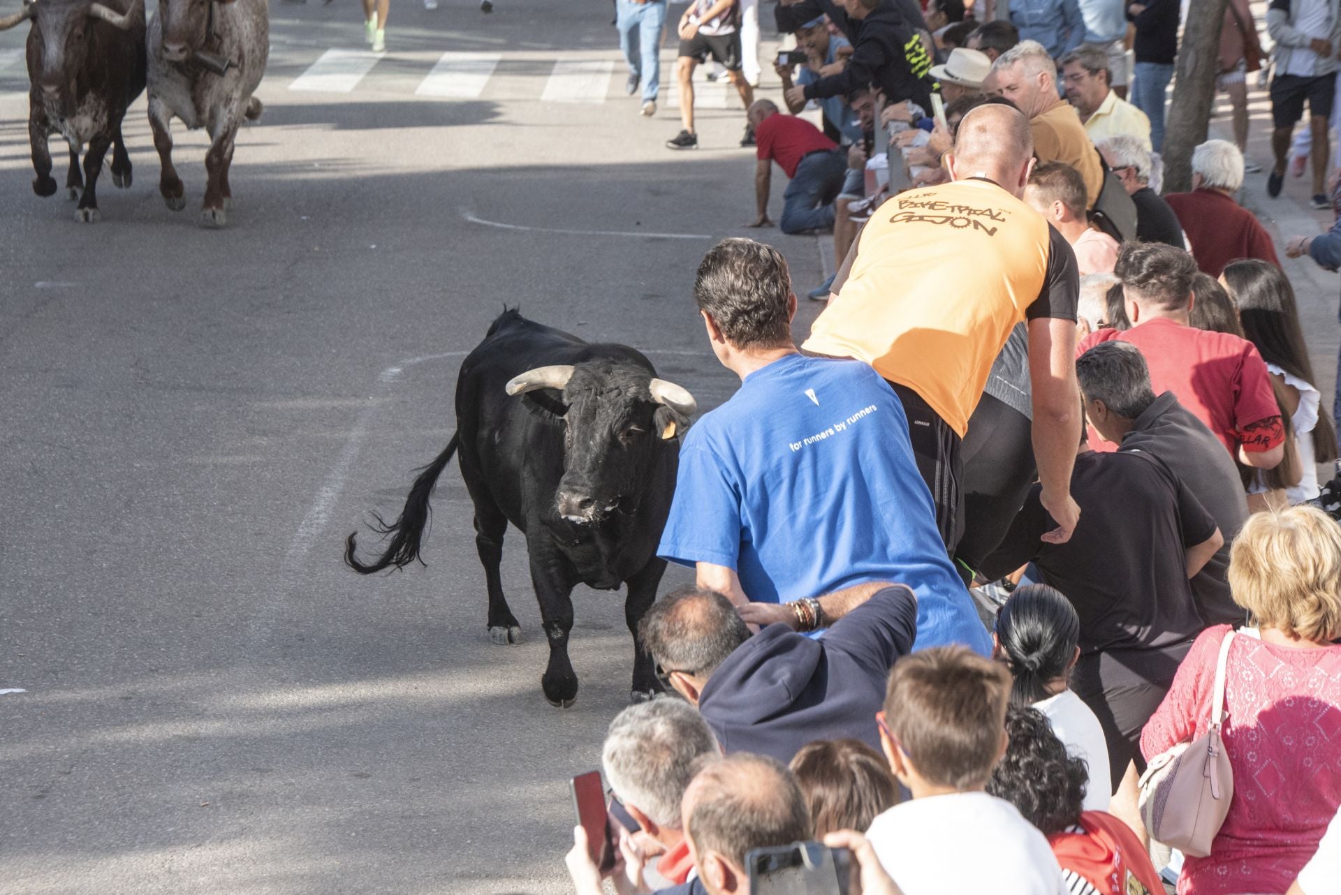 Fotografías del tercer encierro de Cuéllar (1 de 3)