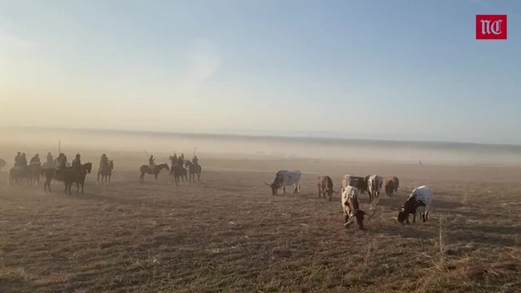 Impecable cuarto encierro de las fiestas de Cuéllar con los toros de Núñez del Cuvillo