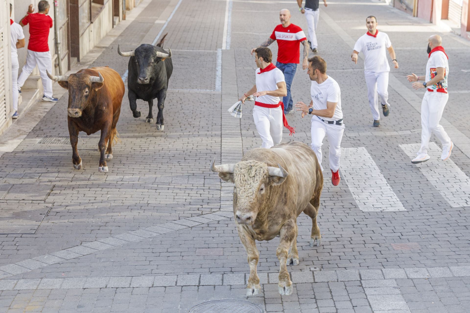 Fotos del cuarto encierro de Cuéllar (3 de 3)