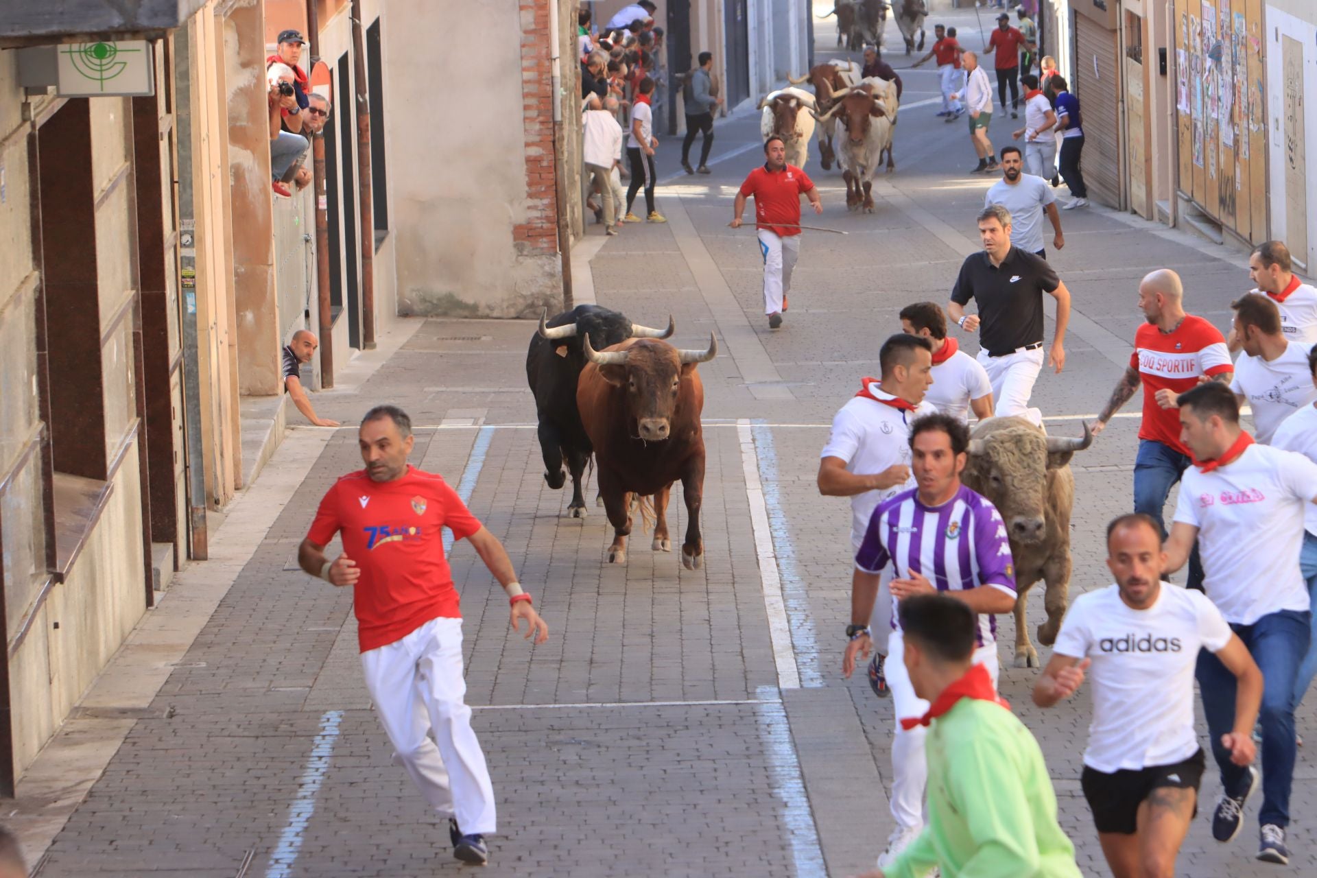 Fotos del cuarto encierro de Cuéllar (1 de 3)