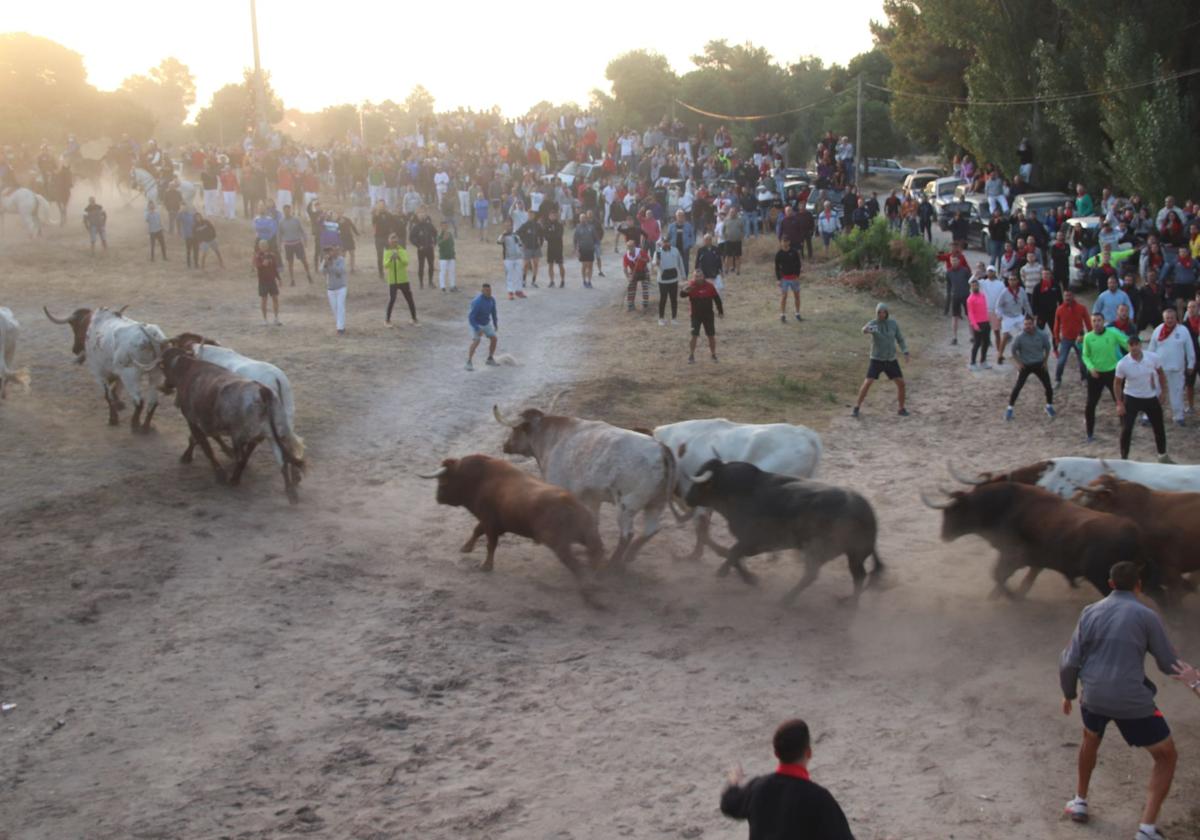 Fotos del cuarto encierro de Cuéllar (2 de 3)