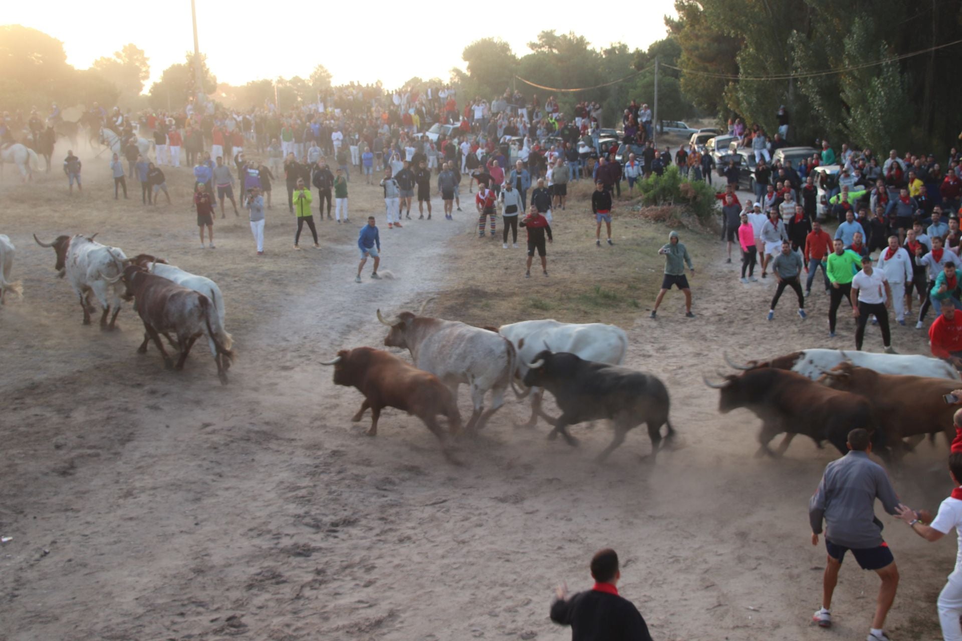 Fotos del cuarto encierro de Cuéllar (2 de 3)