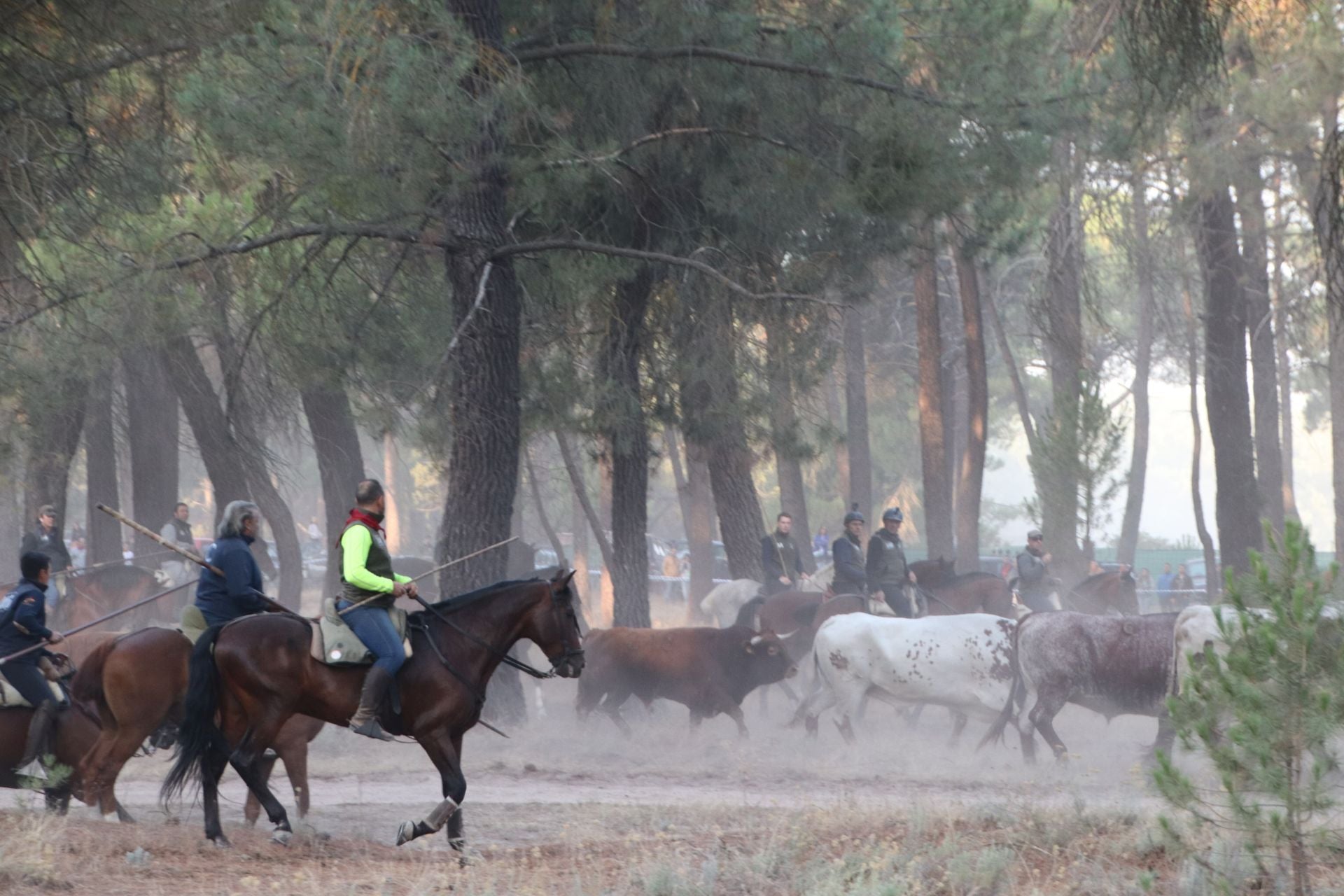 Fotos del cuarto encierro de Cuéllar (2 de 3)