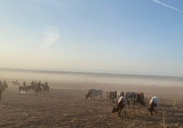 Caballistas acompañan a los toros durante el tramo campero.