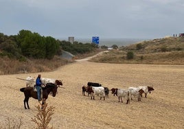 Quinto encierro de Cuéllar con toros de Cebada Gago.