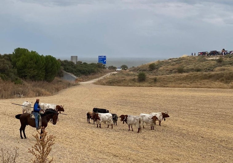 Quinto encierro de Cuéllar con toros de Cebada Gago.