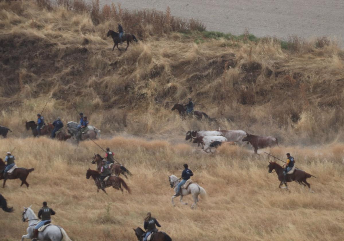 Fotos del quinto y último encierro de Cuéllar (1 de 3)