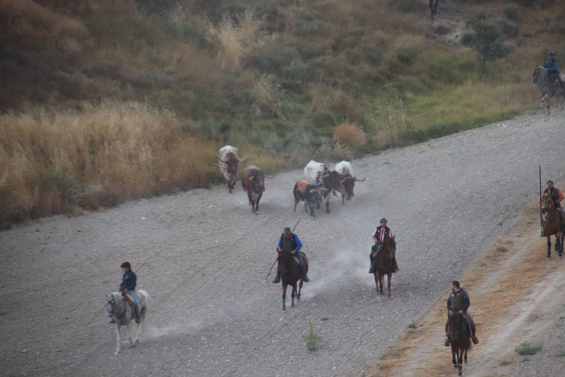 Fotos del quinto y último encierro de Cuéllar (1 de 3)