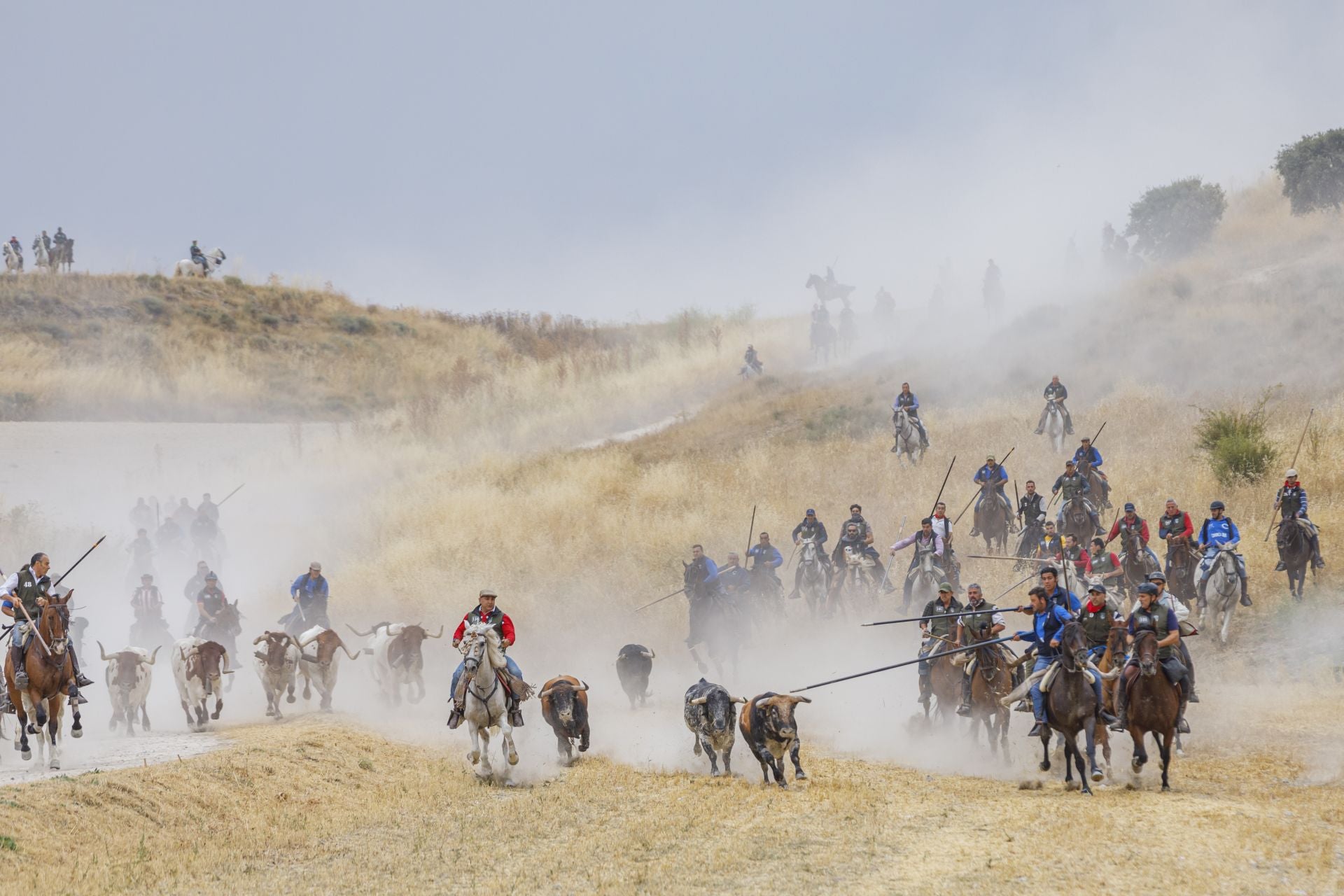 Fotos del quinto y último encierro de Cuéllar (2 de 3)