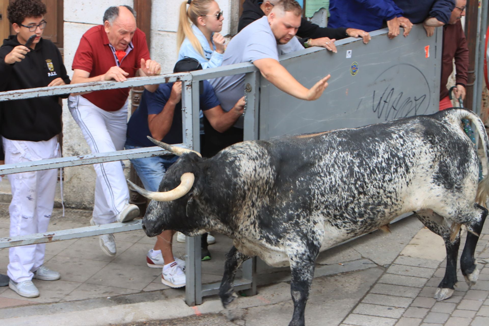 Fotos del quinto y último encierro de Cuéllar (3 de 3)