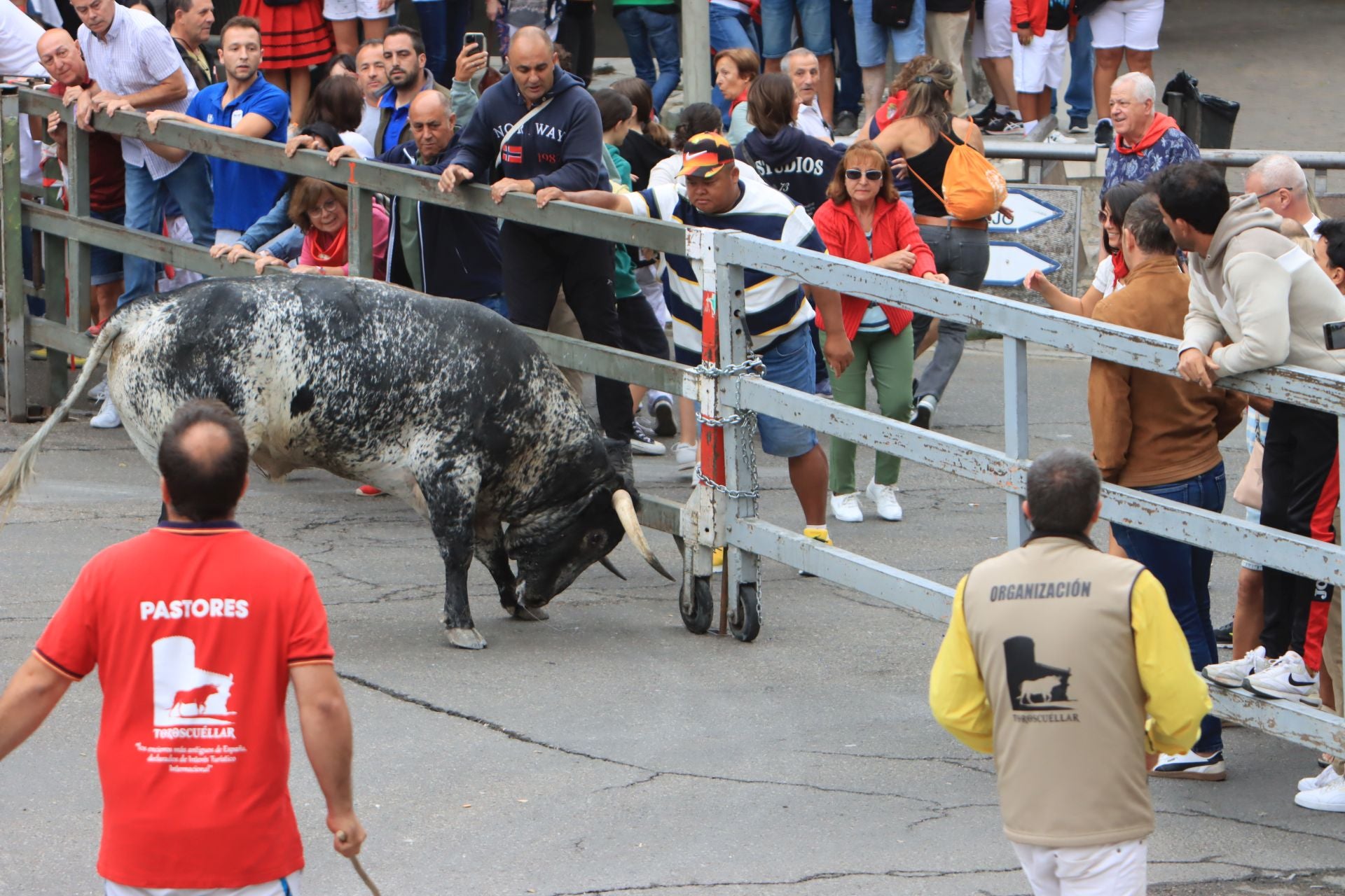 Fotos del quinto y último encierro de Cuéllar (3 de 3)