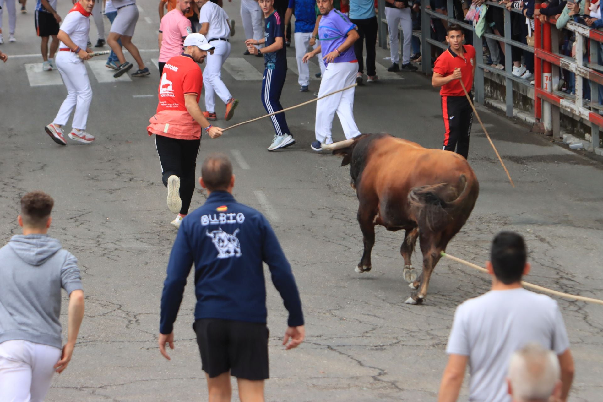 Fotos del quinto y último encierro de Cuéllar (3 de 3)