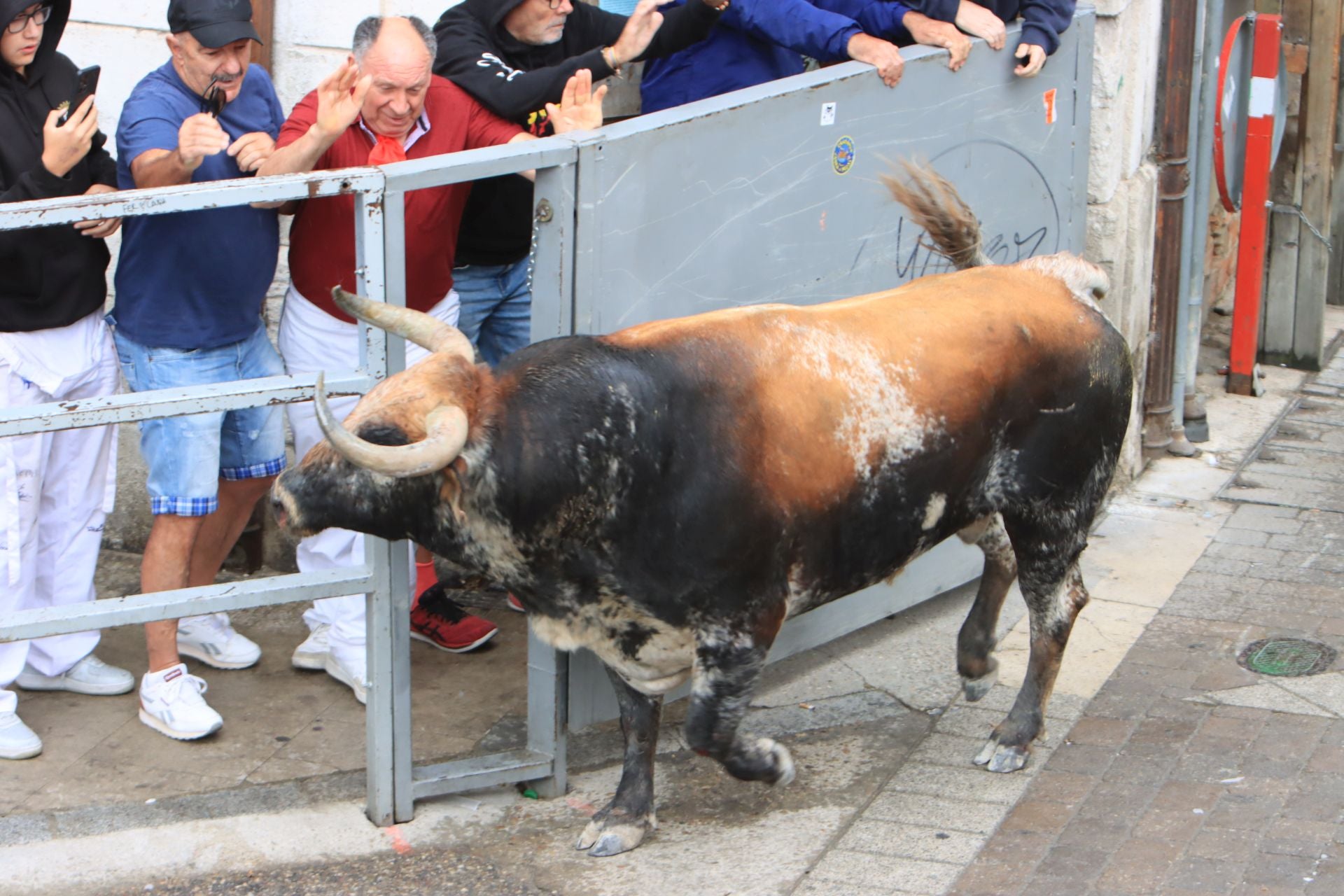 Fotos del quinto y último encierro de Cuéllar (3 de 3)