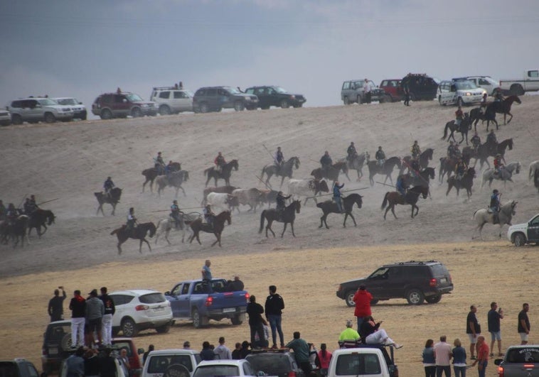 La manada, rodeada de caballistas, durante el último encierro de Cuéllar.